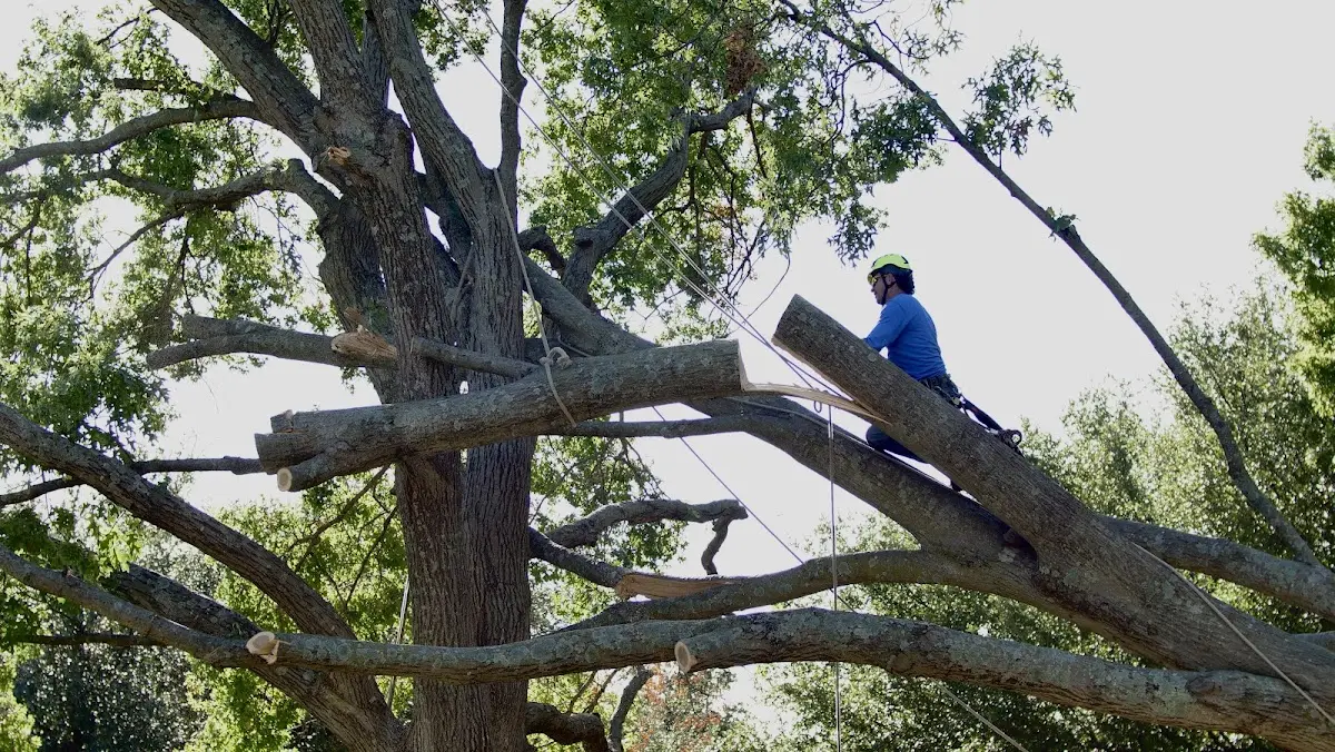 Professional Hazardous Tree Removal performed by certified arborists in Lower Peach Tree