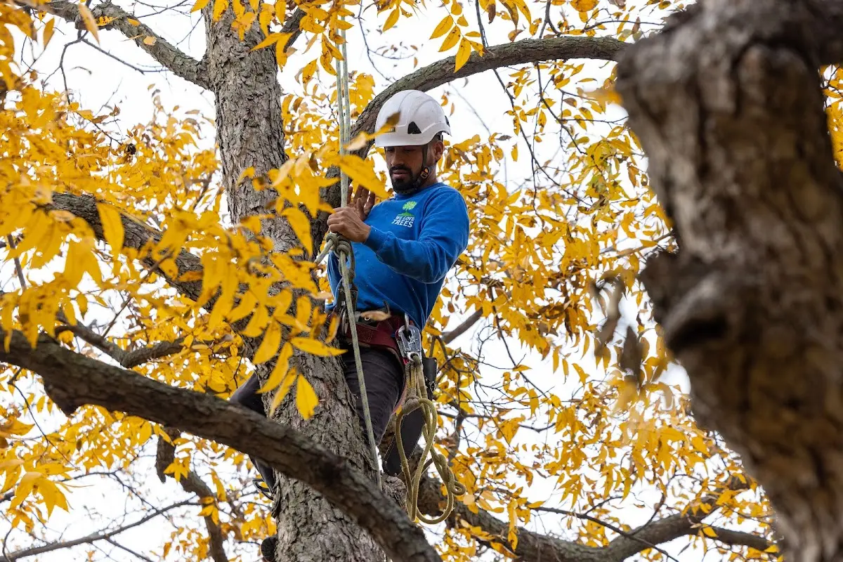 Skilled Tree Planting crew working in Lower Peach Tree