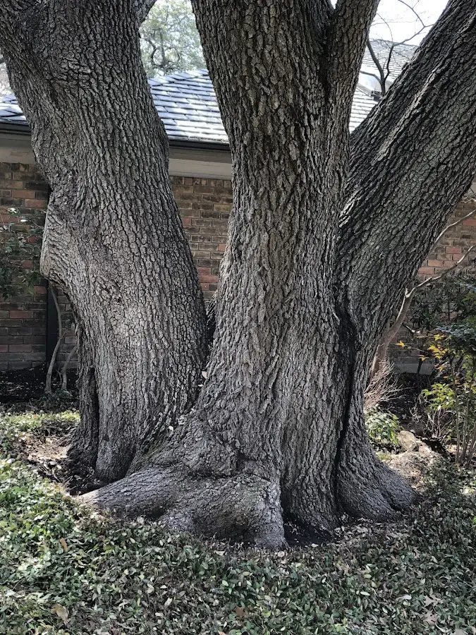 Mature heritage tree close to a Lower Peach Tree property cared for by certified arborists